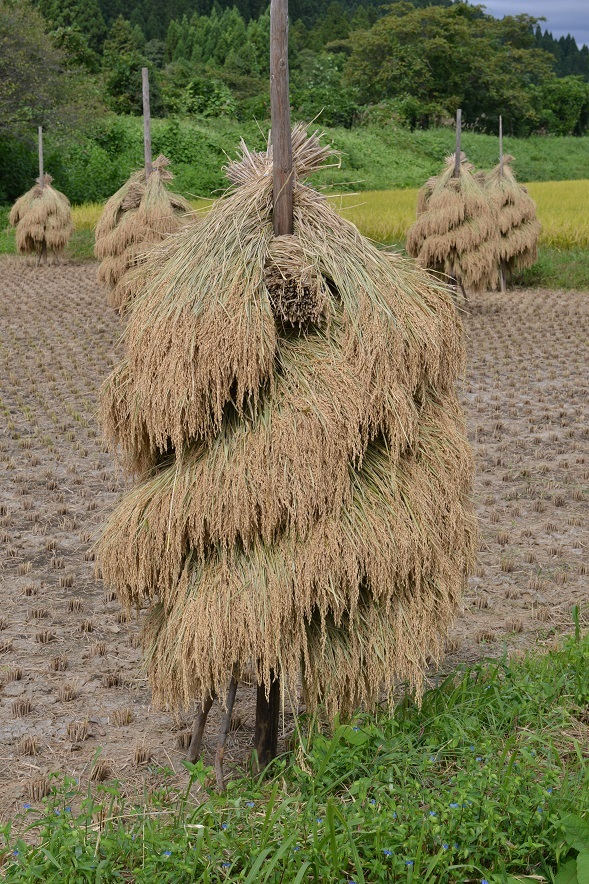 ねじりほんにょも現れ始めました 栗駒山の里だより