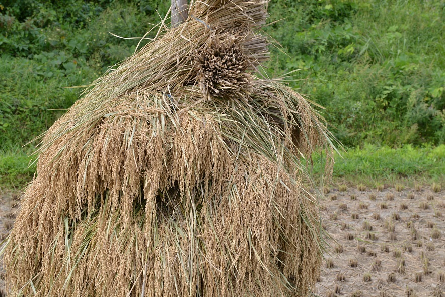 ねじりほんにょも現れ始めました 栗駒山の里だより