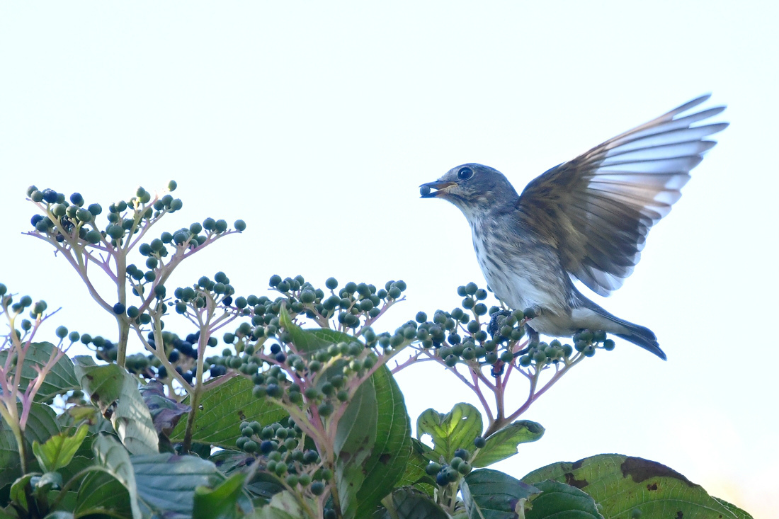 ミズキに群がる エゾビタキ 新 鳥さんと遊ぼう