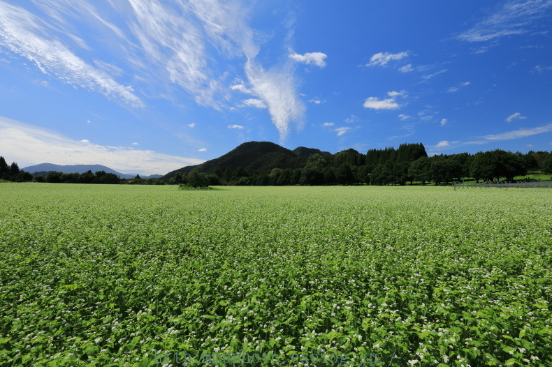 蕎麦の花～この日2度目！_d0283427_18472816.jpg