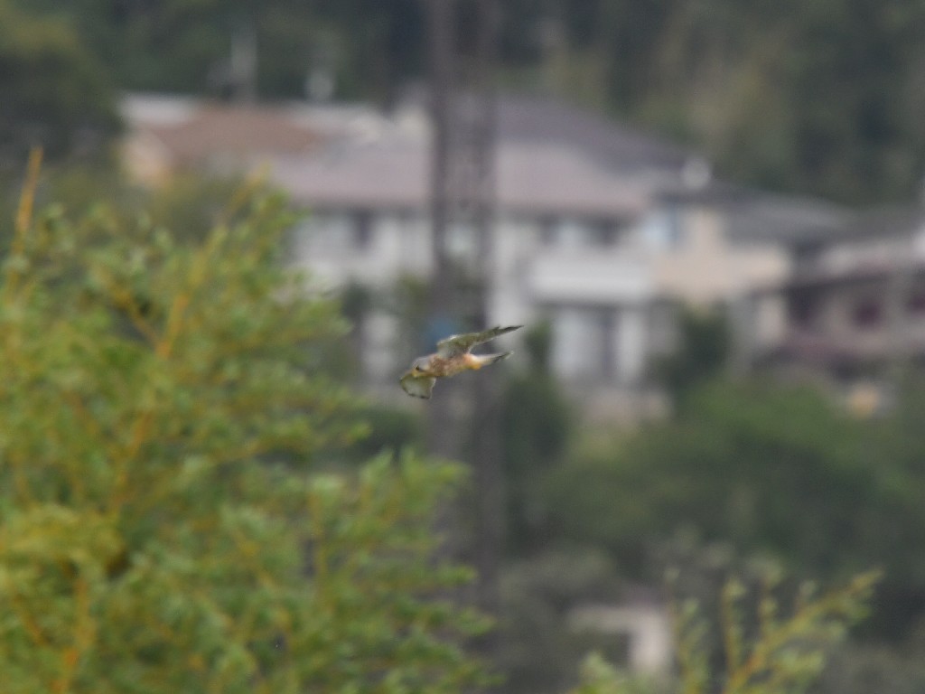 f0340732_15423698.jpg