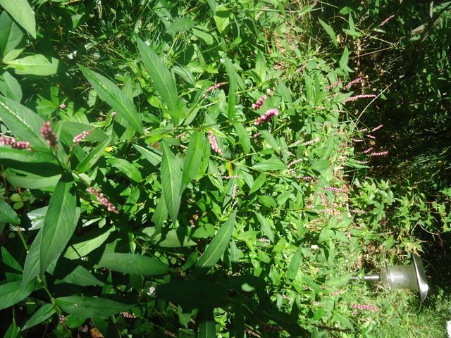 d0380237_11582481.jpg