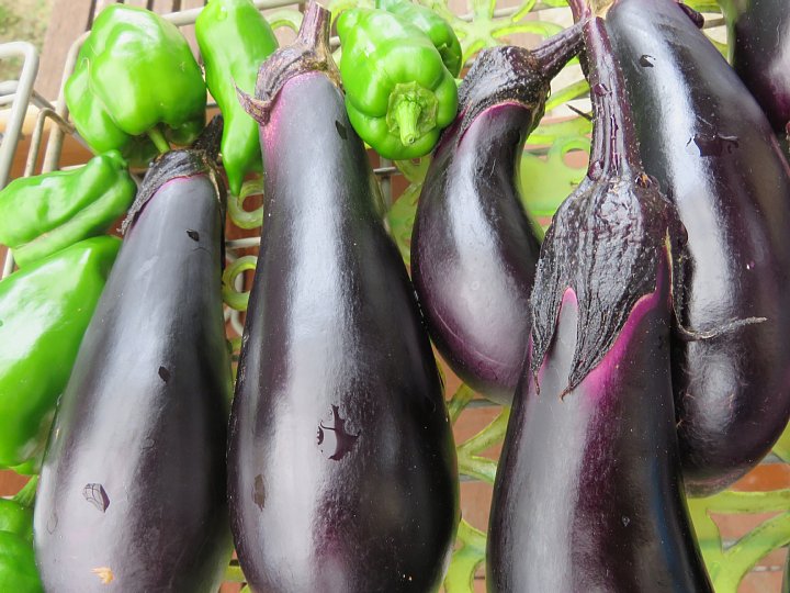 19年9月26日 最後の夏野菜の収穫 今日の風に吹かれましょう