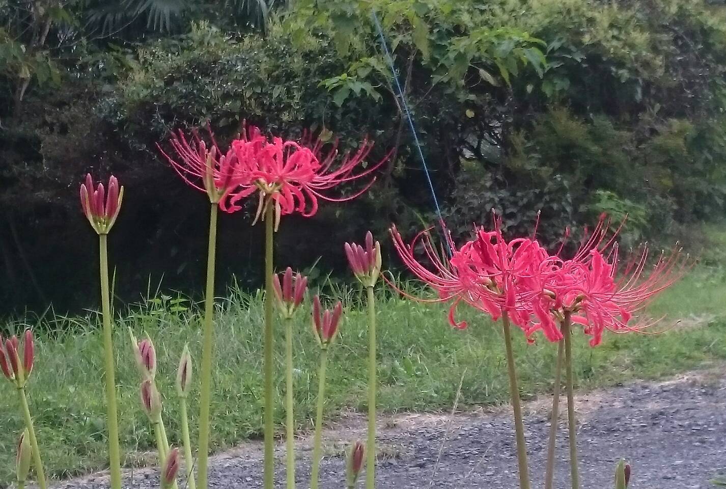 彼岸花~!_c0331145_17233896.jpg