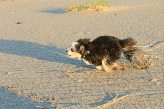 c0145250_11422696.gif