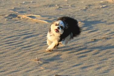 c0145250_11423047.gif