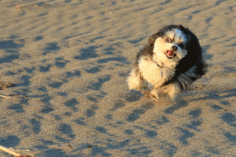 c0145250_11430269.gif