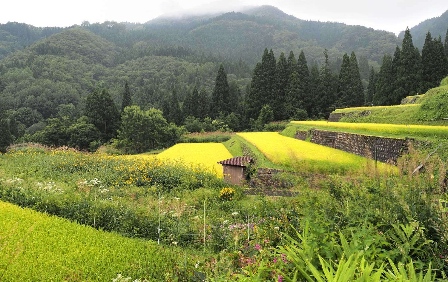 棚田 3　　　鳥取県_d0286954_05502814.jpg