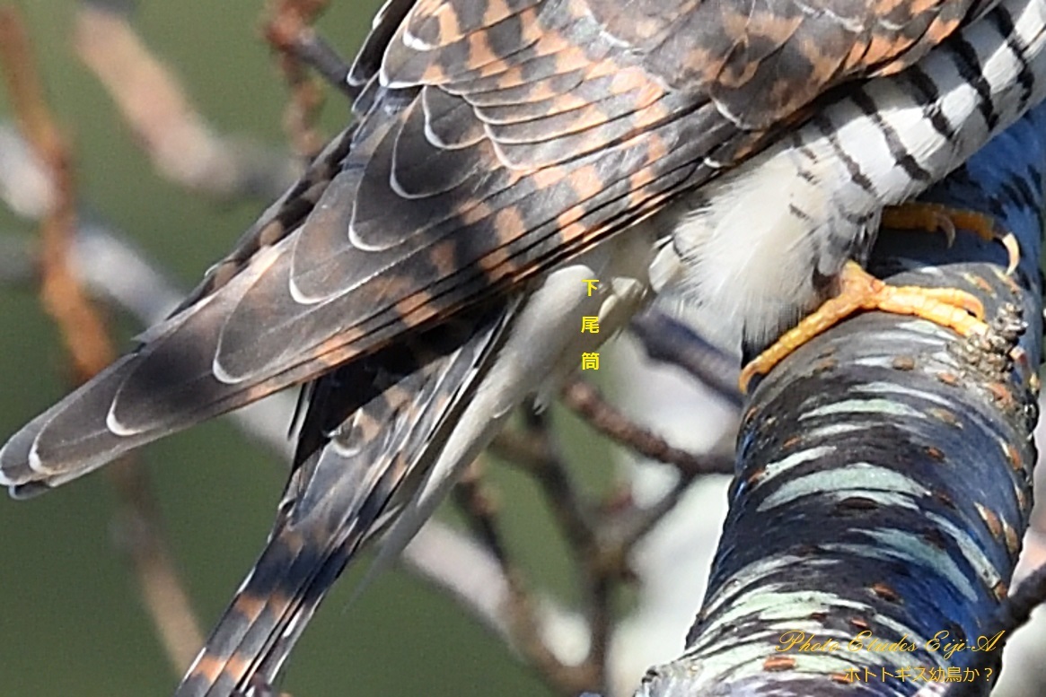 赤色型ホトトギス 杜鵑三種の識別を考える フォト エチュード Photo Etudes 赤色型ホトトギス 杜鵑三種の識別を考える フォト エチュード Photo Etudes