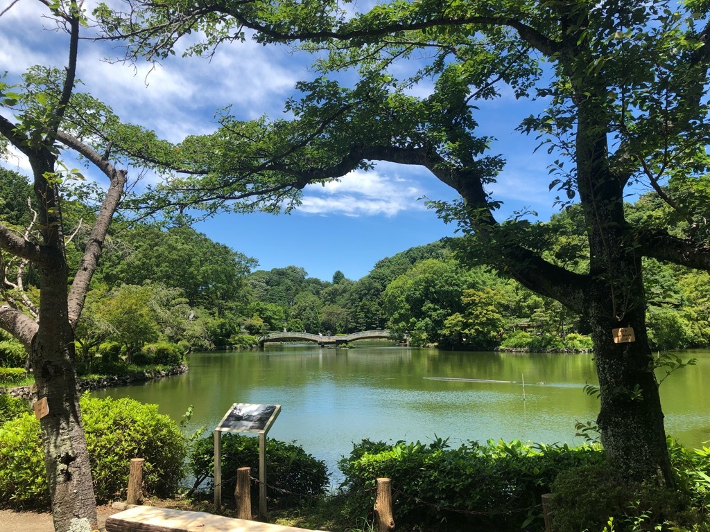 花菖蒲が見頃＠薬師池公園/町田_a0092659_15024918.jpeg