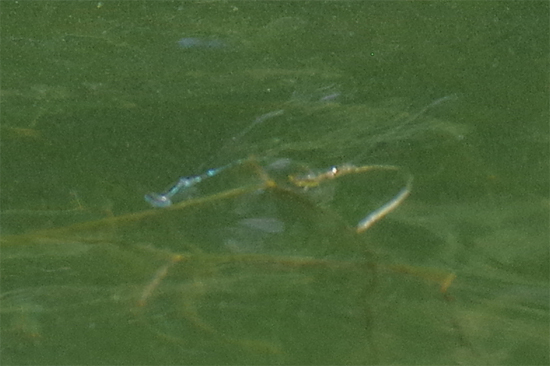 池の復活_e0167571_9392343.jpg