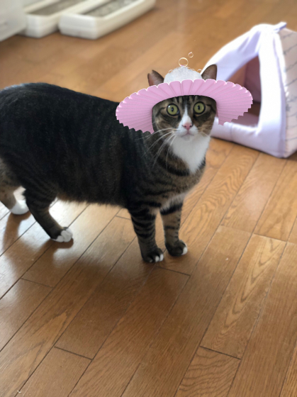 ゆるい_e0355177_14580721.jpg