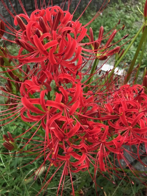 f0204295_16140152.jpg