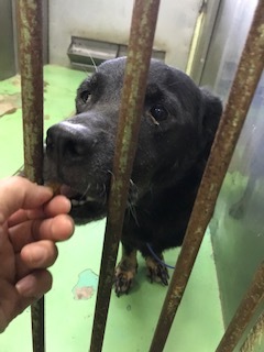 M.ダックスのみかんちゃん_f0242002_15154918.jpg