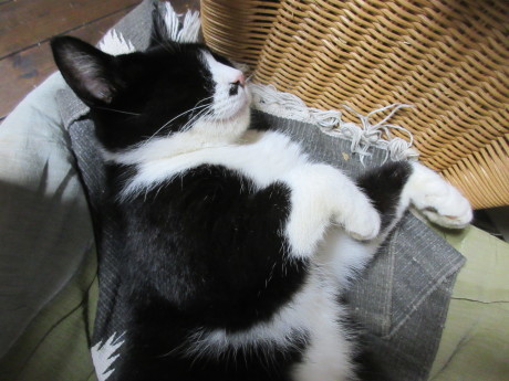 出発前夜・ねこたちに言い聞かす_a0203003_19541693.jpg