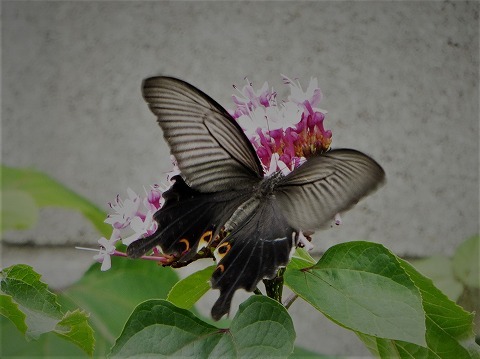 花と蝶