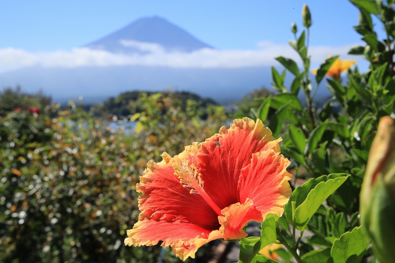 ハイビスカスに蝶が飛び込む 富士山大好き 写真は最高