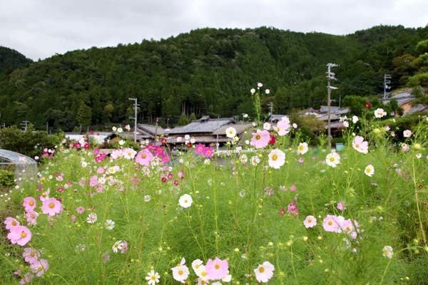 静原　秋の山里_e0048413_22091462.jpg