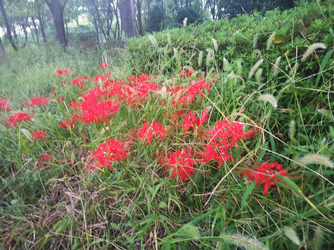 秋分の日_a0098418_08385944.jpg