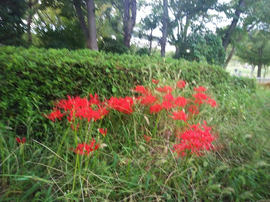 秋分の日_a0098418_08390096.jpg
