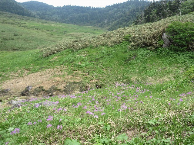 白山　花模様ハイキング　砂防新道・南竜道　　　　　Mount Haku in Hakusan National Park_f0308721_23064775.jpg