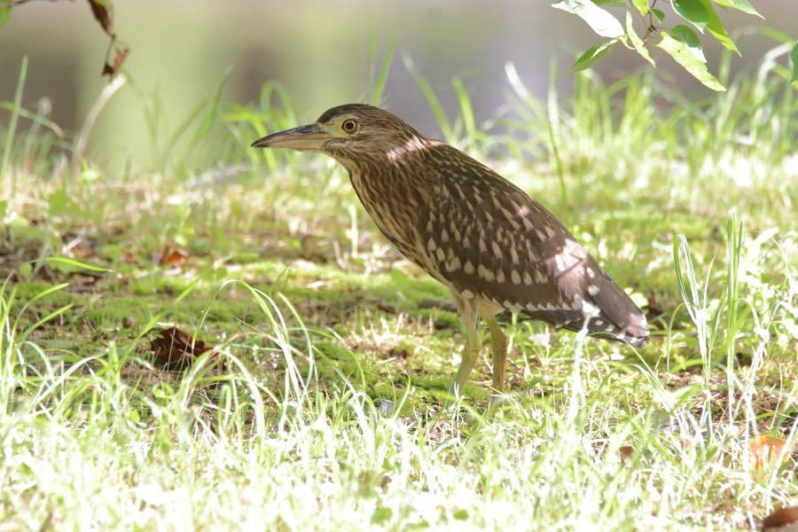 高評価のクリスマスプレゼント ゴイサギ幼鳥とササゴイ幼鳥 ～野鳥写真日記～ 四十雀の欣幸 : コレクション