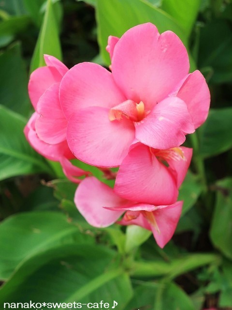 植物公園へ*カンナ_d0147030_19305385.jpg