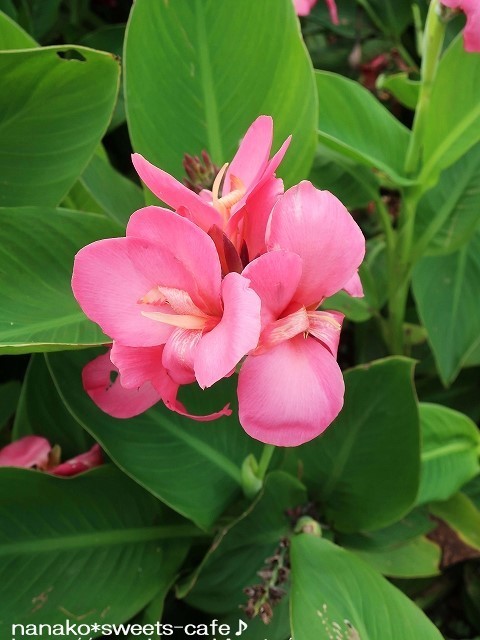 植物公園へ*カンナ_d0147030_19305772.jpg