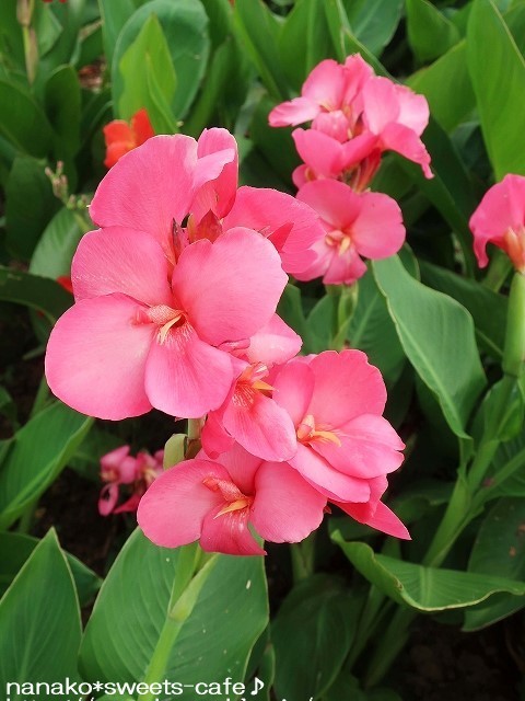 植物公園へ*カンナ_d0147030_19310184.jpg