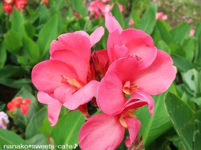 植物公園へ*カンナ_d0147030_19310746.jpg