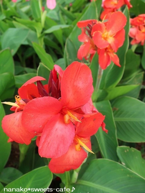 植物公園へ*カンナ_d0147030_19311560.jpg