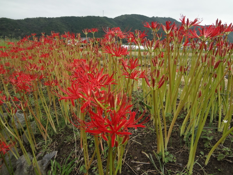 亀岡・曽我部の曼珠沙華（ヒガンバナ）_d0359338_14101228.jpg