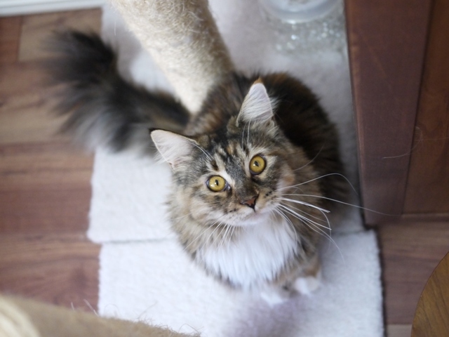 猫のお留守番 天ちゃん麦くん茶くん〇くんAoiちゃん編。_a0143140_22524373.jpg