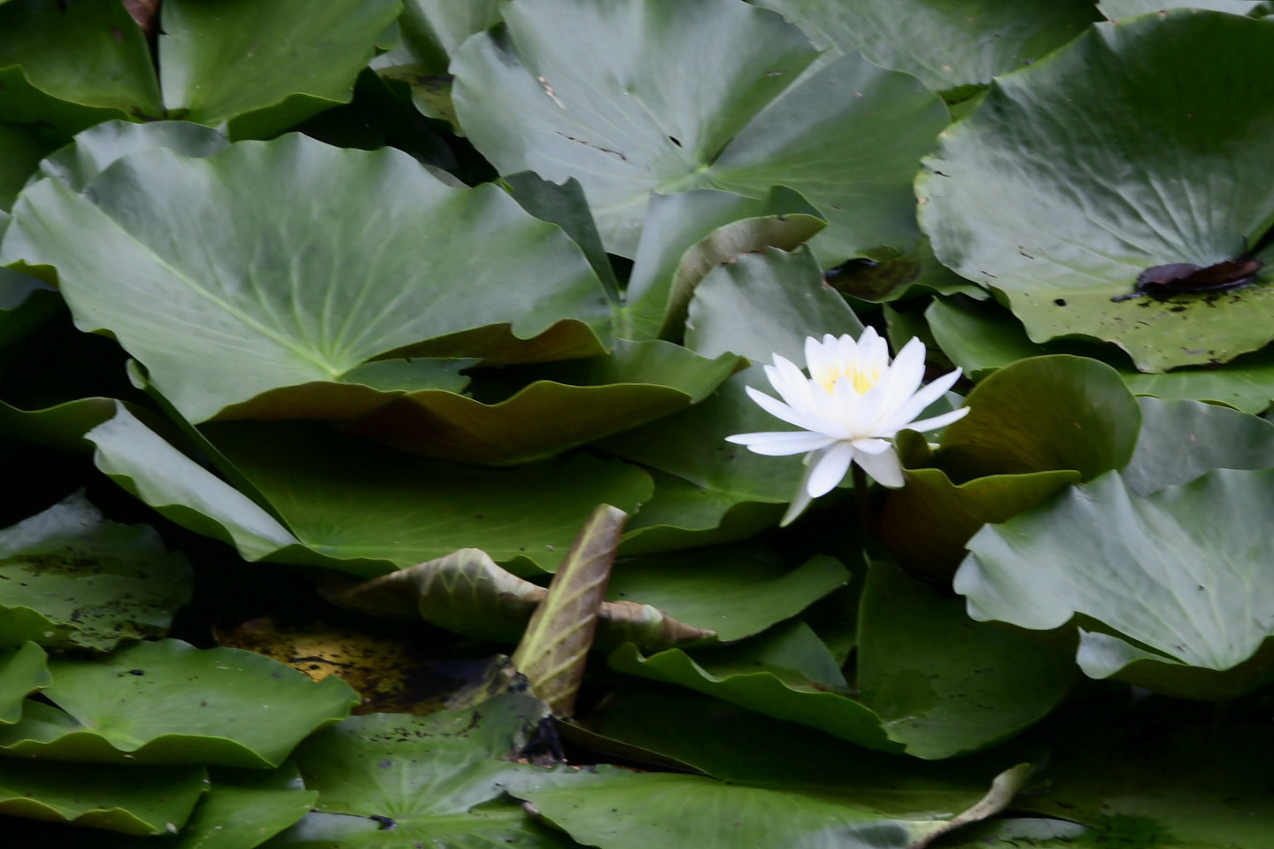 奥卯辰・大池にて(2)_c0093046_17105836.jpg