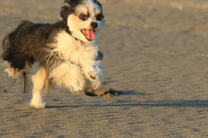 c0145250_11223141.gif