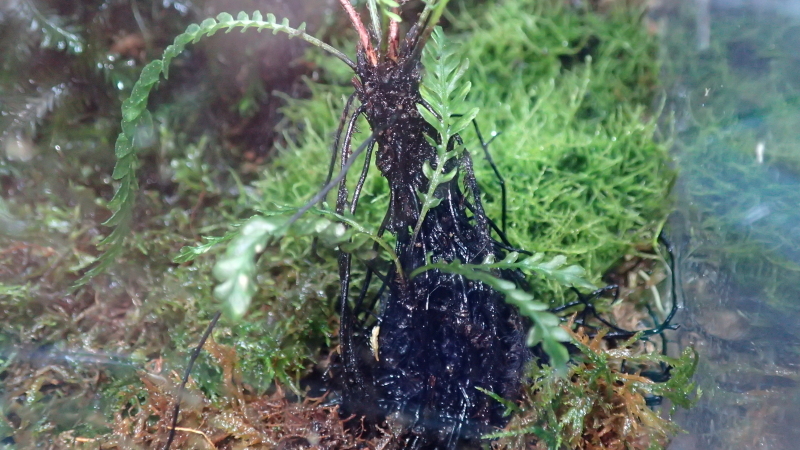 Blechnum obtusatum var.francii Type B Nouvelle Caledonie【2