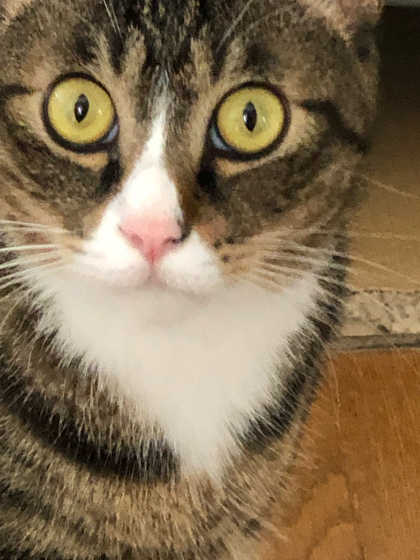 ピーちゃん。本名はロリスです。_e0355177_13242523.jpg