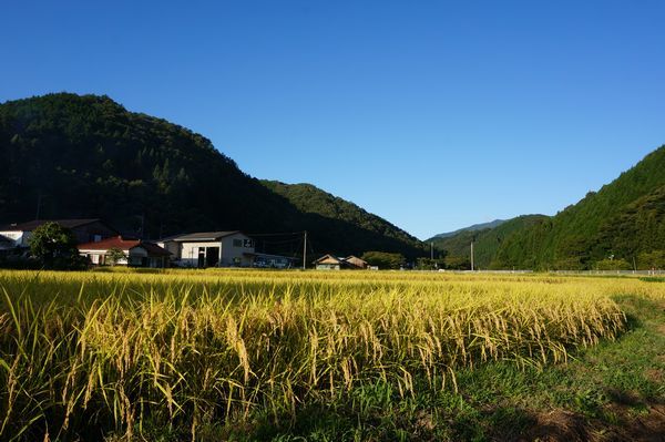 稲もたわわに_e0365880_19364098.jpg