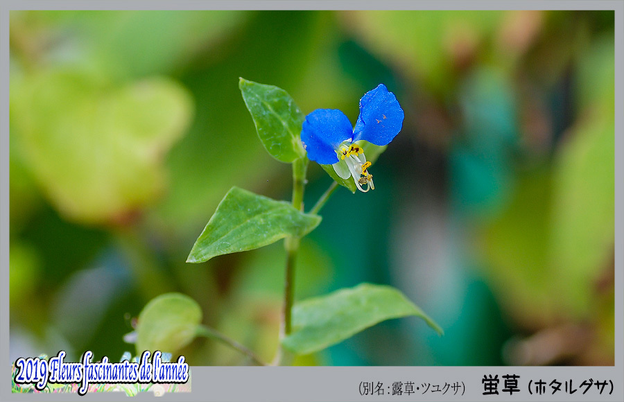 花たち 再び蛍草 デジカメ散歩写真