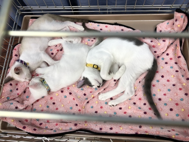 b0377882_17281396.jpeg