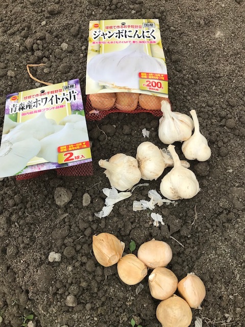 どんだけ畑好きやねん(^▽^;)_f0204295_16492780.jpg