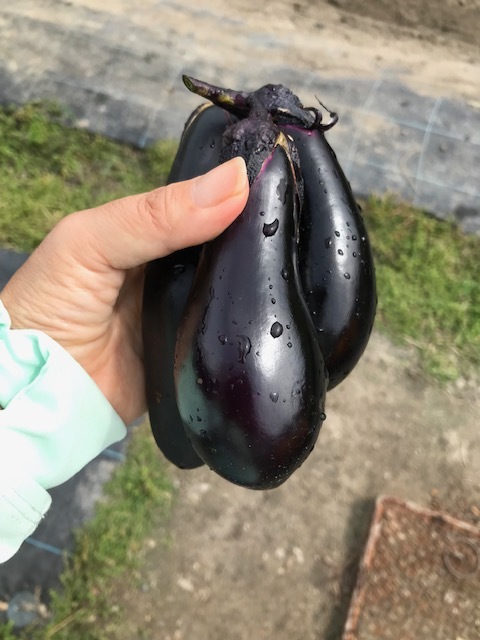 どんだけ畑好きやねん(^▽^;)_f0204295_16502625.jpg
