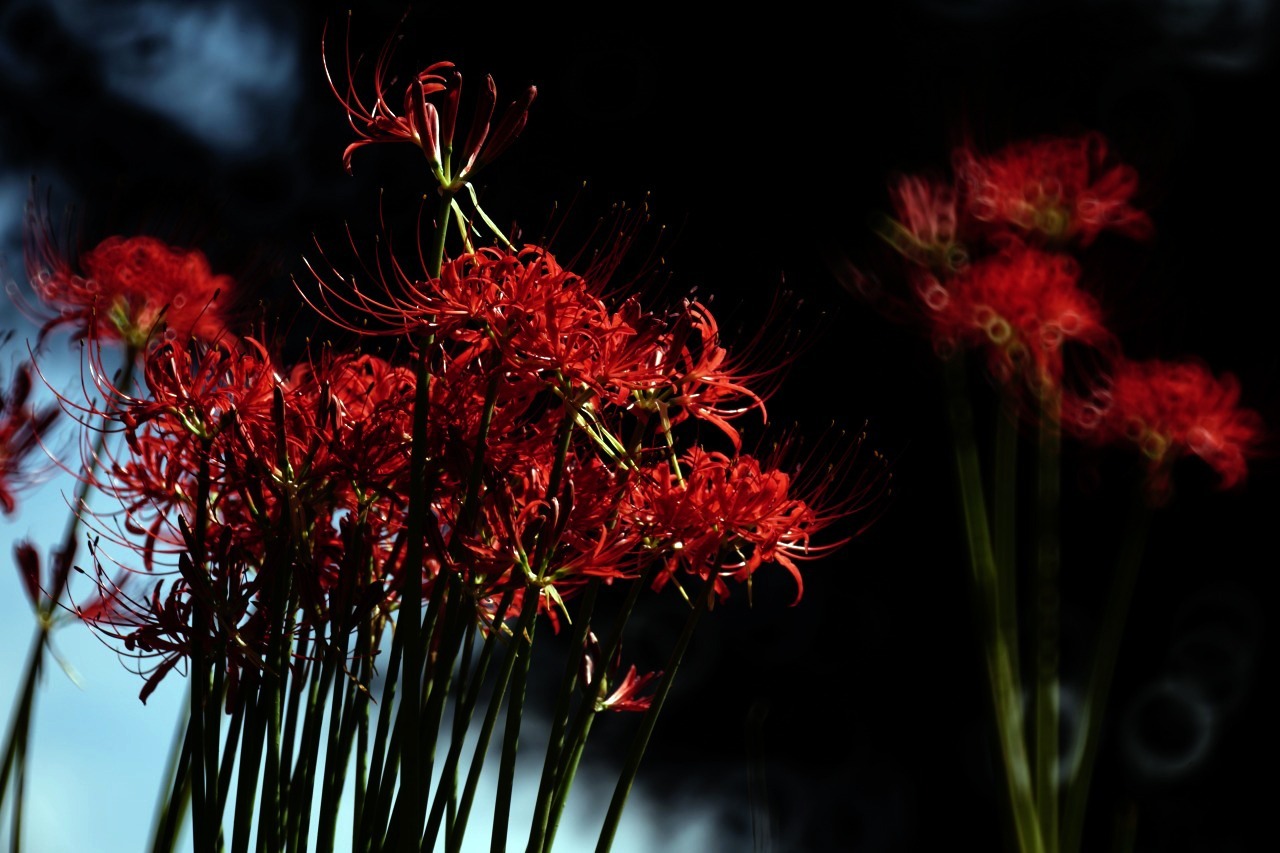 曼殊沙華 2019#01_c0082800_21390742.jpg