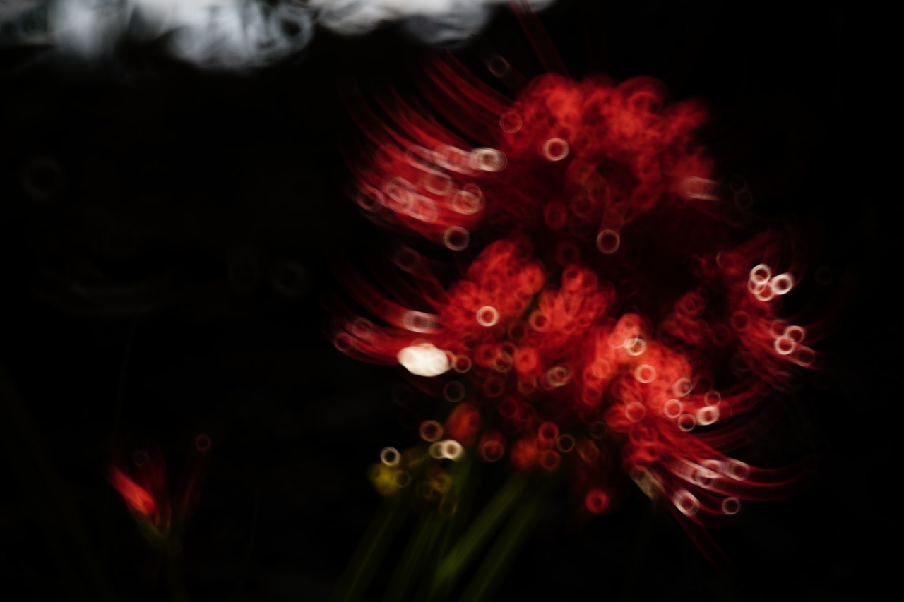 曼殊沙華　2019＃02_c0082800_21525980.jpg