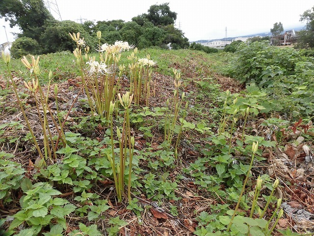 台風の影響で振り回された2019ヒガンバナウォーク それでも40人の皆さんと一緒に笑顔でゴールイン_f0141310_07504405.jpg