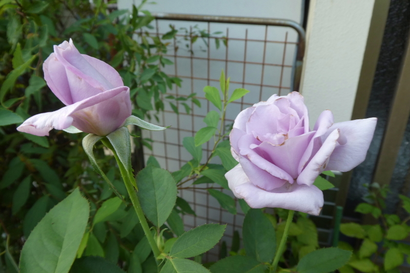 我が家の花　リコリス咲く_d0170615_18313066.jpg