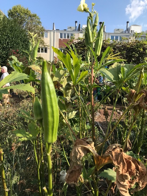 町の共同家庭菜園_d0269832_19295120.jpeg