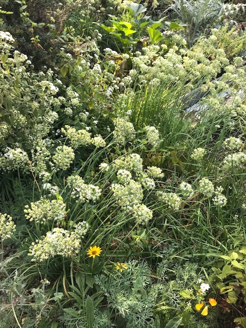町の共同家庭菜園_d0269832_19301186.jpeg