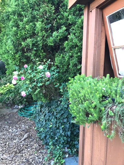 町の共同家庭菜園_d0269832_19310350.jpeg