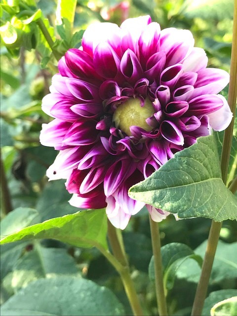 町の共同家庭菜園_d0269832_19323968.jpeg